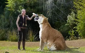 فیلمی که همه را شوکه کرد؛ وفاداری باورنکردنی یک ببر به انسان