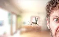 ۷ نوشیدنی خنک‌کننده و مفید برای مقابله با نیش پشه‌ها در فصل گرما