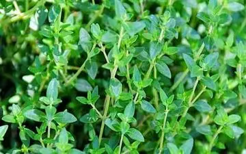 بعضی افراد نباید از آویشن استفاده کنند