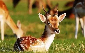 حمله ناگهانی آهو به کودک: لحظات ترسناکی که باید از آن درس گرفتیم! + ویدئو