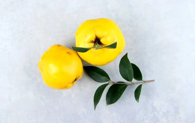 عرق برگ به چیست و برای چه بیماری‌هایی مفید است؟