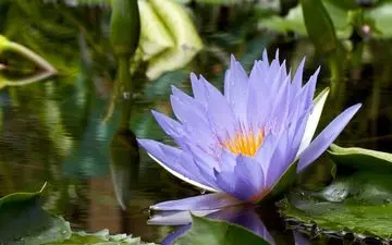 زخم روده و درمانی خانگی!