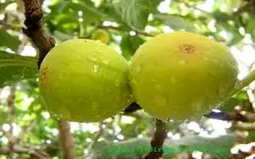 میوه زیبایی پوست!