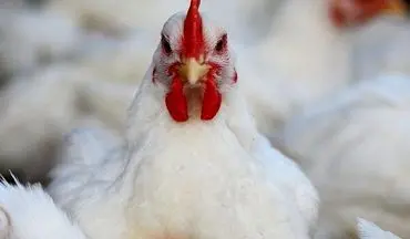 فرمانده انتظامی ملکشاهی خبر داد: کشف بیش از ۲ تن مرغ زنده قاچاق در ملکشاهی