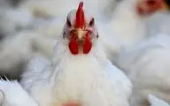فرمانده انتظامی ملکشاهی خبر داد: کشف بیش از ۲ تن مرغ زنده قاچاق در ملکشاهی