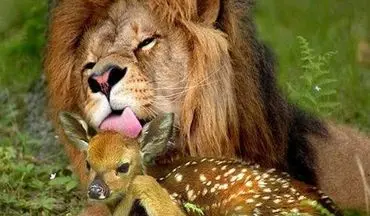 لحظات عجیب شکار آهو توسط چند شیر + فیلم 