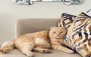 کلید درمان سرطان با تحقیق روی ژن گربه‌‌های خانگی