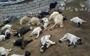 ۱۱۰ رأس دام در اثر سیل و حمله گرگ در خراسان‌جنوبی تلف شدند
