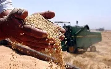  ناامیدی از اعلام نرخ خرید تضمینی گندم!