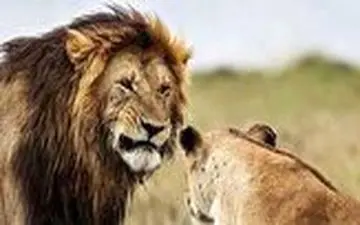 ویدیو/ حمله ناگهانی شیر به دختر ۴ ساله در سیرک!