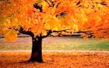 توصیه های غذایی طب سنتی در فصل پاییز