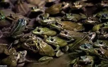 مخدر قورباغه چیست ؟ / در ایران داریم؟ 