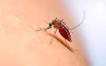 از علائم گزش باخبرید؟