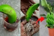 کاشت موز در گلدان: نحوه انتخاب گلدان و خاک مناسب و کاشت صحیح موز