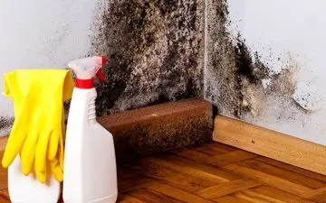 بهترین و بدترین ماده برای تمیز کردن کپک ها