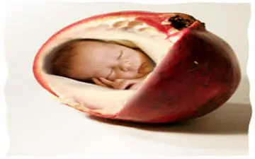 تاثیر آب انار بر مغز جنین