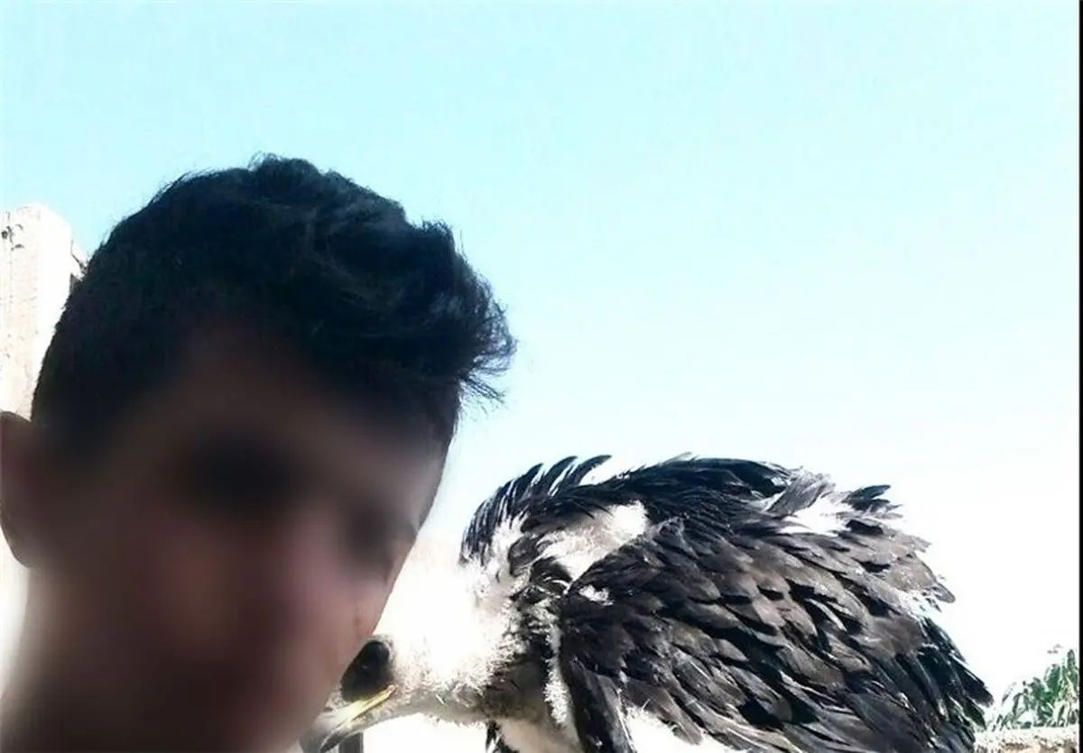 شکارچی غیرمجاز پرندگان در حال انقراض در تالاب هورالعظیم دستگیر شد