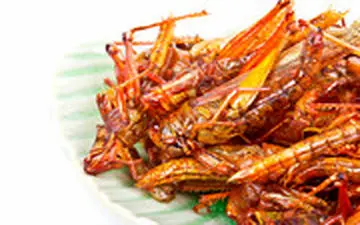 ملخ هم بخورید، از آنجلینا جولی که باکلاس‌تر نیستید!