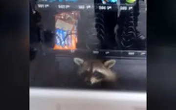  رامکال در دستگاه فروش غذا گیر کرد!