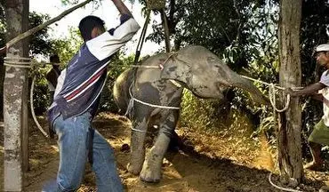 پشت صحنه سواری دادن فیل‌ ها به انسان‌ها 