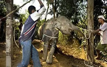 پشت صحنه سواری دادن فیل‌ ها به انسان‌ها 