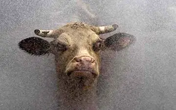 حمله گاو خشمگین به یک زن در خیابان + فیلم