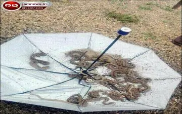 هجوم مارهای سمی به بندر دیر را مشاهده کنید! + عکس