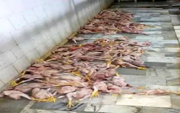 خروج 339 قطعه مرغ از چرخه مصرف در کرمانشاه