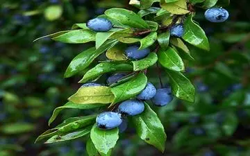 گیاه "مورد" و بایدها و نبایدهای استفاده از آن