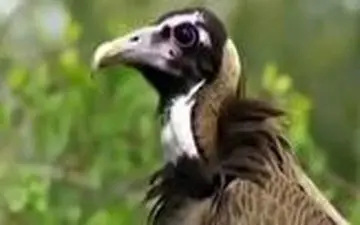 ویدیو/ وقتی لاشخور یک لقمه چپ کروکودیل شد