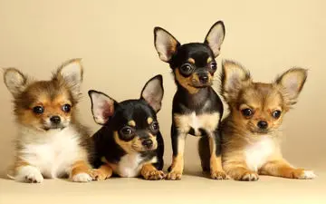 خبر فوری و نگران‌کننده برای دارندگان حیوان خانگی!