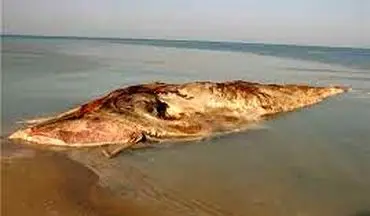 مشاهده نهنگ ۱۰ متری در بوشهر/ویدیو