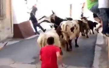 عاقبت دردناک فستیوال گاوبازی در اسپانیا