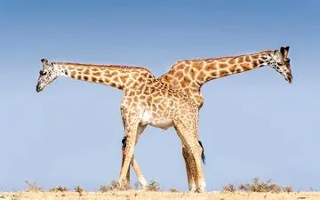 عکس منتخب نشنال جئوگرافیک | تانگو