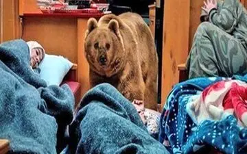 خرس سریال «پایتخت» واقعی بود؟