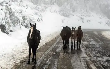  آخرین جزئیات عملیات برف و کولاک در کشور