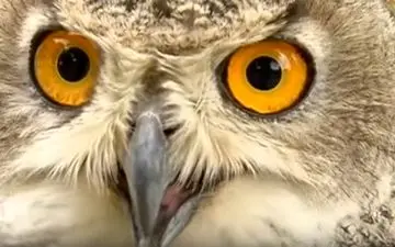 جغد در تاریکی شب، عقاب را شکار کرد! + ویدئو حیرت آور