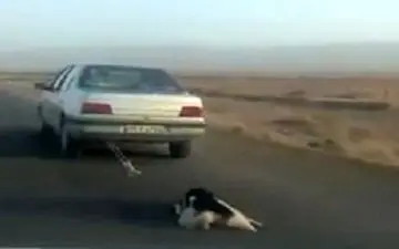 حیوان آزاری در جاده شهرک صنعتی اشتهارد + فیلم 