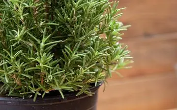 درمان گیاهی خشکی پوست