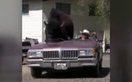 بوفالوی غول‌پیکر سوار بر خودروی کابوی آمریکایی!