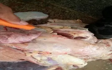 امحاء لاشه یک رأس گاو در کشتارگاه گیلانغرب
