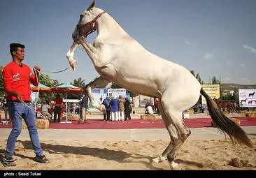  جشنواره اسب اصیل ترکمن در خراسان شمالی  + تصاویر