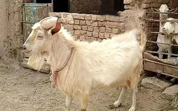 اتفاقی باورنکردنی در گناباد / رفتارهای بز عجیب و غریب + عکس 