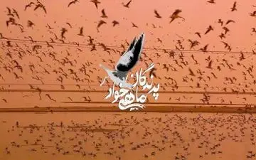 پرواز «پرندگان ماهی خوار» در کانال بالکان شبکه سحر