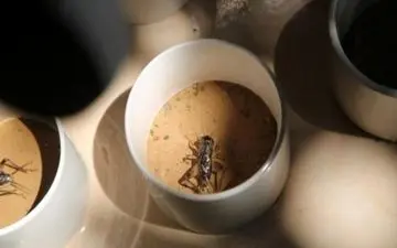 جیر‌جیر‌ک لاکچری هم به بازار آمد! + تصاویر