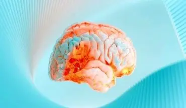 نقش کلسترول در عملکرد مغز