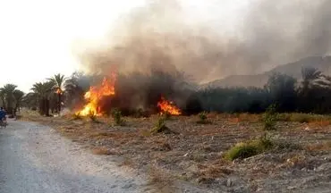 مدیر کل منابع طبیعی بوشهر: حریق در ارتفاعات کوه سیاه دشتی مهار شد