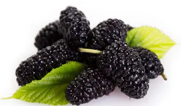  خواص فوق‌العاده توت سیاه/ با این میوه سرطان را از خود دور کنید