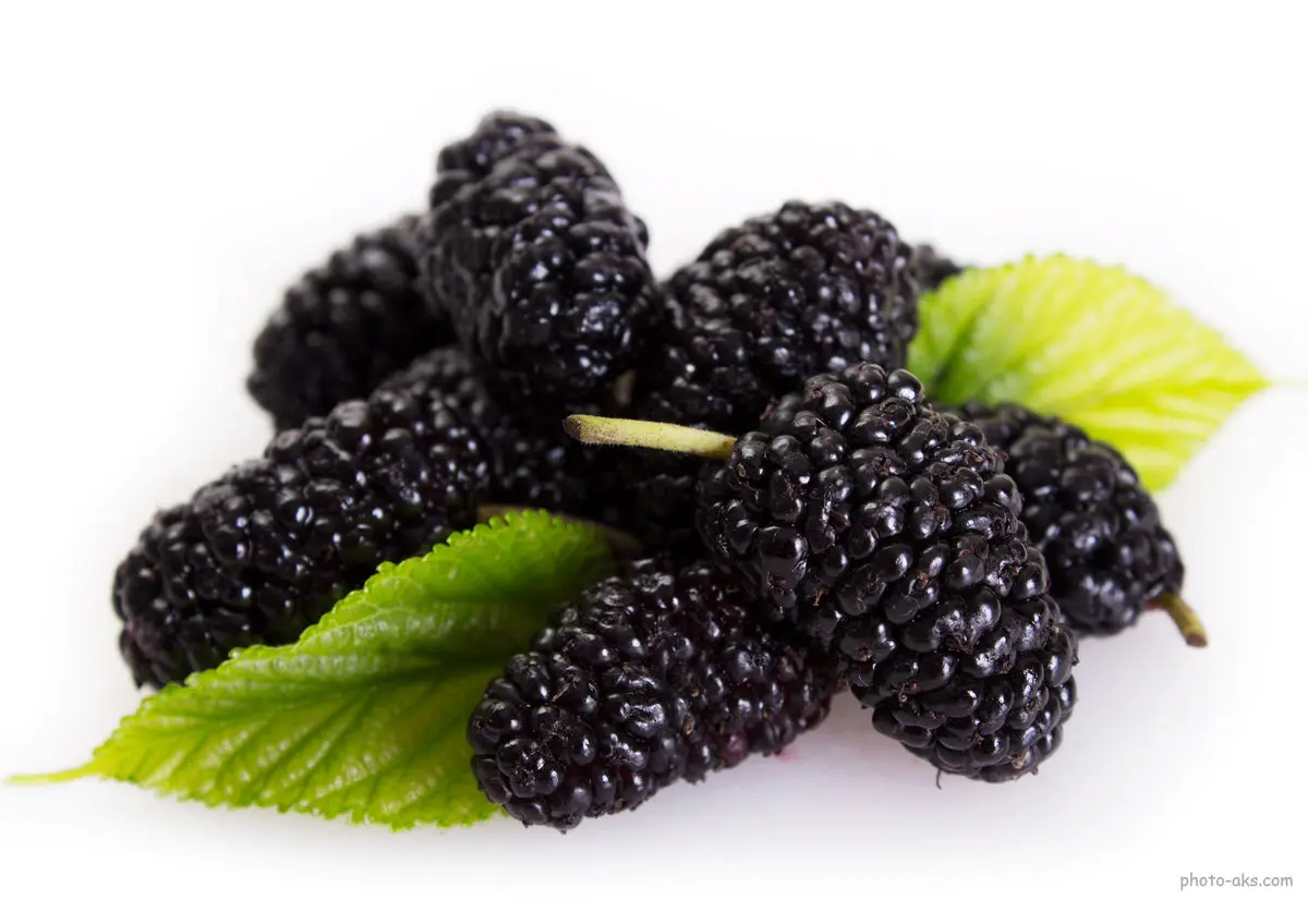  خواص فوق‌العاده توت سیاه/ با این میوه سرطان را از خود دور کنید