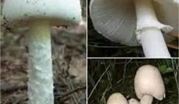 اطلاعیه پیشگیری از بروز مسمومیت و مرگ ناشی از قارچهای سمی
